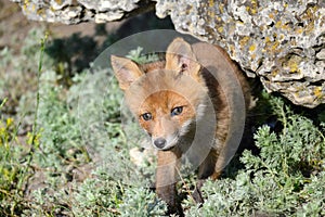 Red fox Vulpes vulpes in the wild