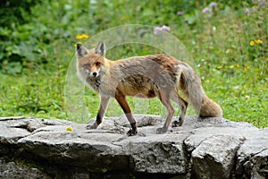 Líška obyčajná Vulpes vulpes vo voľnej prírode.