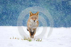 Red fox Vulpes vulpes on winter forest meadow in snowfall. Orange fur coat animal hunting in snow. Fox in winter nature. photo