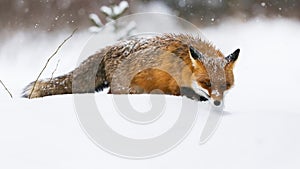 Red fox wading in deep snow in wintertime nature during snowing