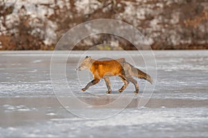 a red fox walking across ice covered ground near a forest