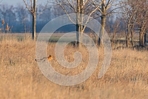 Red Fox Walking Through field, spring morning Vulpes vulpes