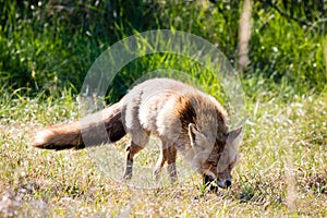 Red fox walking in grass