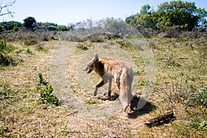 Red fox walking on grass