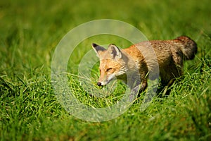 Red fox walking in green grass