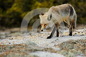 Red Fox