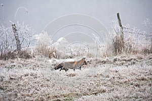 Red fox walking on meadow in wintertime nature.