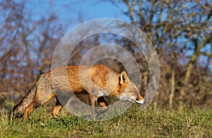 Red fox walking in natural habitat