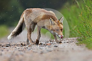 Red fox walking on path in meadow. Hungry beast sniffs about food