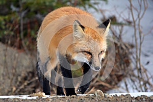 Red Fox Walking Through Snow