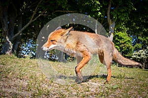 Red fox walking very close