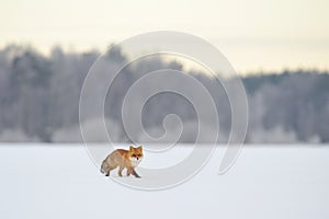 Red fox walking in winter