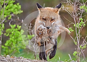Red fox walking in the woods carrying a rabbit prey in its mouth with blur background