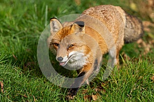 A red fox walks in the forest