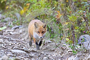 Red fox walks on green grass