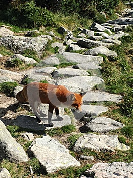 Red fox walks near hiking trail