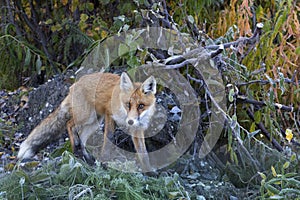 Red fox watches carefully from bushes