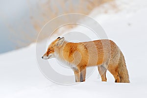 Red fox in white snow. Beautiful orange coat animal nature. Wildlife Europe. Detail close-up portrait of nice fox. Cold winter wit