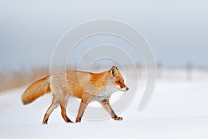 Red fox in white snow. Beautiful orange coat animal nature. Wildlife Europe. Detail close-up portrait of nice fox. Cold winter wit