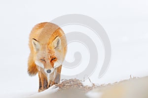 Red fox in white snow. Cold winter with orange fur fox. Hunting animal in the snowy meadow, Japan. Beautiful orange coat animal