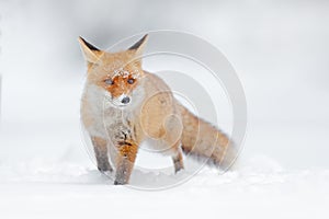 Red fox in white snow. Cold winter with orange fur fox. Hunting animal in the snowy meadow, Japan. Beautiful orange coat animal na