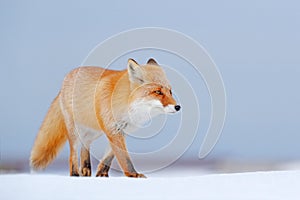 Red fox in white snow. Cold winter with orange fur fox. Hunting animal in the snowy meadow, Japan. Beautiful orange coat animal na