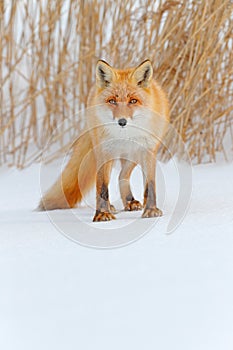 Red fox in white snow. Cold winter with orange fur fox. Hunting animal in the snowy meadow, Japan. Beautiful orange coat animal na