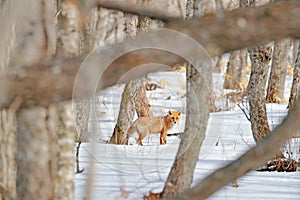 Red fox in white snow. Cold winter with orange fur fox. Hunting animal in winter forest, Japan. Beautiful orange coat animal natur