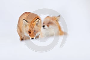 Red fox in white snow. Cold winter with two pait couple orange furry fox, Russia. Beautiful orange coat animal in nature. Detail