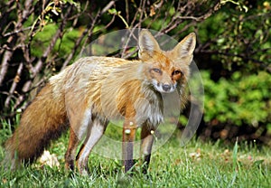 Red fox in the wild