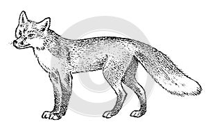 Red fox, Wild animal. Symbol of the north and the forest. Vintage monochrome style. Predator in Europe. Engraved hand