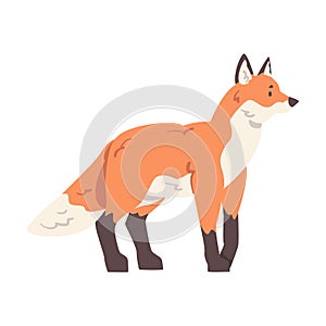 Red Fox, Wild Forest Animal Cartoon Vector Illustration on White Background