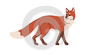 Red fox, wild forest animal. Cunning foxy mammal, beast. Carnivore with tail, sly carnivorous predator walking, going