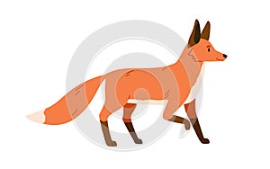 Red fox, wild forest mammal. Foxy animal with orange fur, fluffy tail. Cunning carnivore side view, profile. Northern