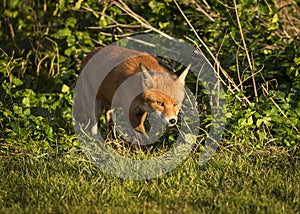 Red Fox. Wildlife of Britian.