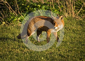 Red Fox. Wildlife of Britian.