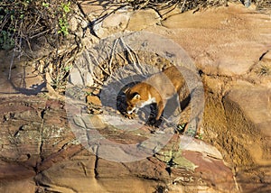 Red Fox. Wildlife of Britian.