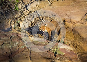 Red Fox. Wildlife of Britian.