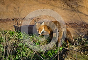 Red Fox. Wildlife of Britian.