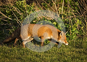 Red Fox. Wildlife of Britian.