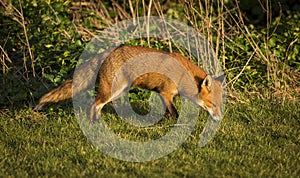 Red Fox. Wildlife of Britian.