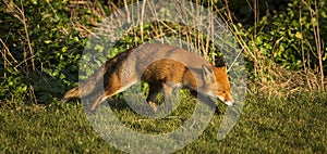 Red Fox. Wildlife of Britian.