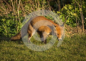 Red Fox. Wildlife of Britian.