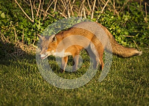 Red Fox. Wildlife of Britian.