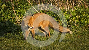 Red Fox. Wildlife of Britian.