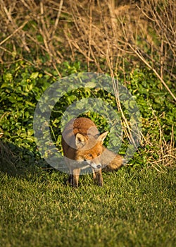 Red Fox. Wildlife of Britian.