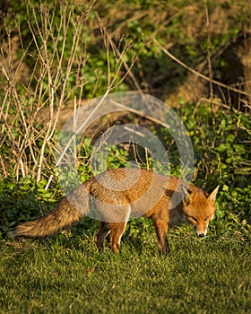 Red Fox. Wildlife of Britian.