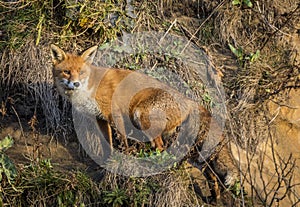 Red Fox. Wildlife of Britian.