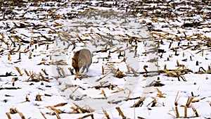 A red fox in winter on a harvested field