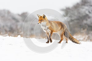 Red fox